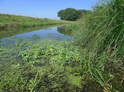 Het watersysteem behoort tot het waterlichaam type R5: langzaam stromende middenloop/benedenloop op zand. Het waterlichaam Wehlse Beek is volledig in beheer bij Waterschap Rijn en IJssel.