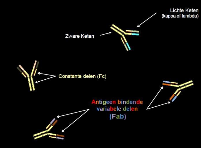 Immunoglobulines 15