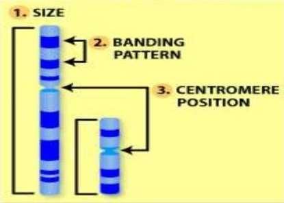 3 methoden chromosomen