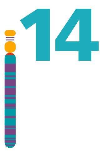 Chromosomale translocaties van de IGH locus Kwaardaardige transformatie ontstaat door de