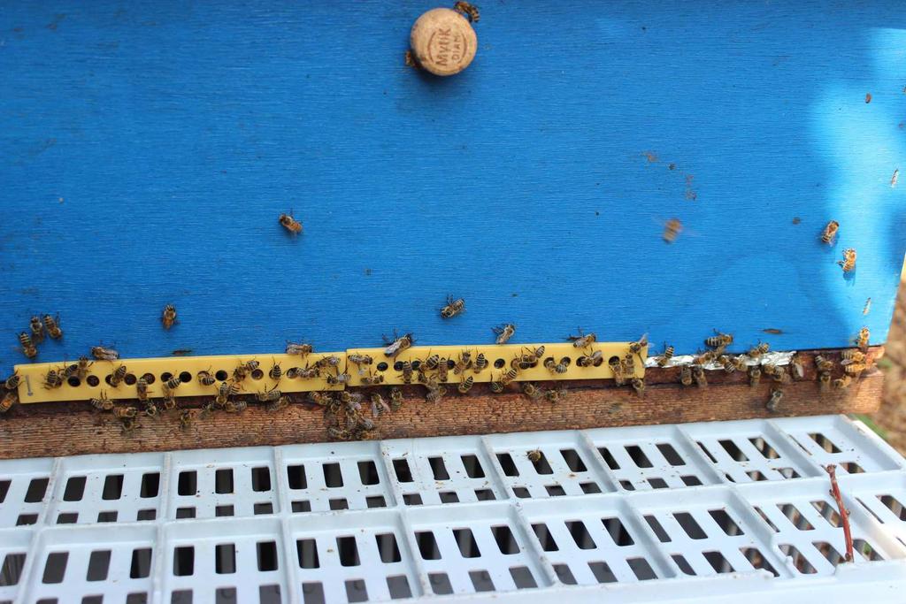 Beeldverslag van de varroabehandeling 2018 op de bijenstand van Edwin Revyn met gebruik van PolyVar Yellow Het plaatsen van de kunststof strips is soms een beetje knutselen.