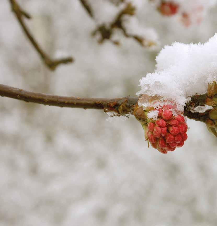 Viburnum bodnantense 'Charles Lamont' Opvallende winterbloeiers Alternatieven voor meer kleur in de wintermaanden De winter is het minst kleurrijke seizoen.