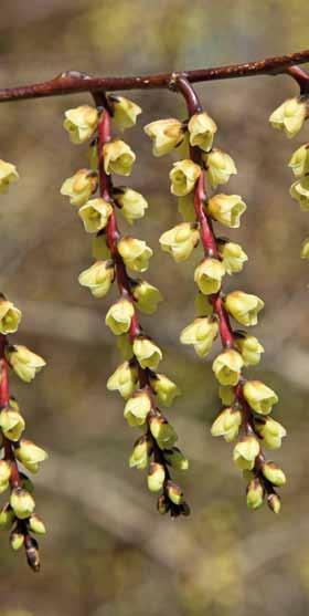 Edgeworthia chrysantha Stachyurus chinensis vele kleine bruingroene bloemen staan. Mannelijke katjes zijn circa 15 cm lang, de vrouwelijke circa 10 cm. Naast de soort G.