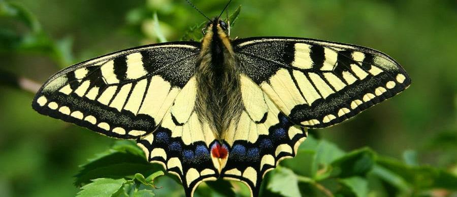 3) Papillonidae-