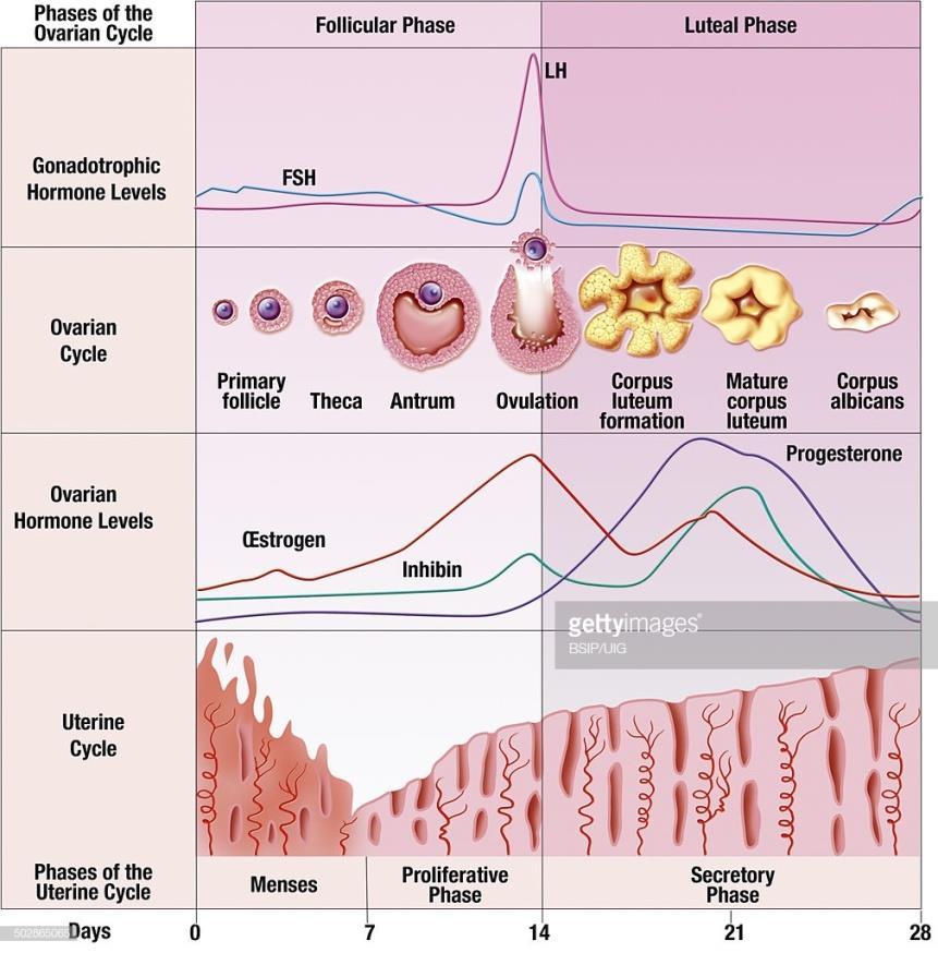 Menarche gemiddeld 13 jaar differentieel diagnose: anovulatoire cycli: métrorraghie des vierges stollingsstoornis: ziekte van von Willebrand stress, anorexie maximale groeisnelheid: 6-12m voor de