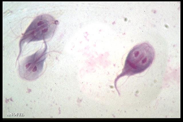 1981: Giardia lamblia toegevoegd aan de lijst humaan pathogene parasieten van