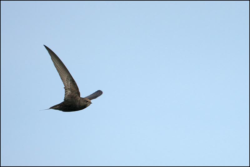 GIERZWALUWEN Afbeelding 4: Gierzwaluwen brengen het grootste deel van hun leven in de lucht door. Foto: Dhr. ing. M. Loeve.