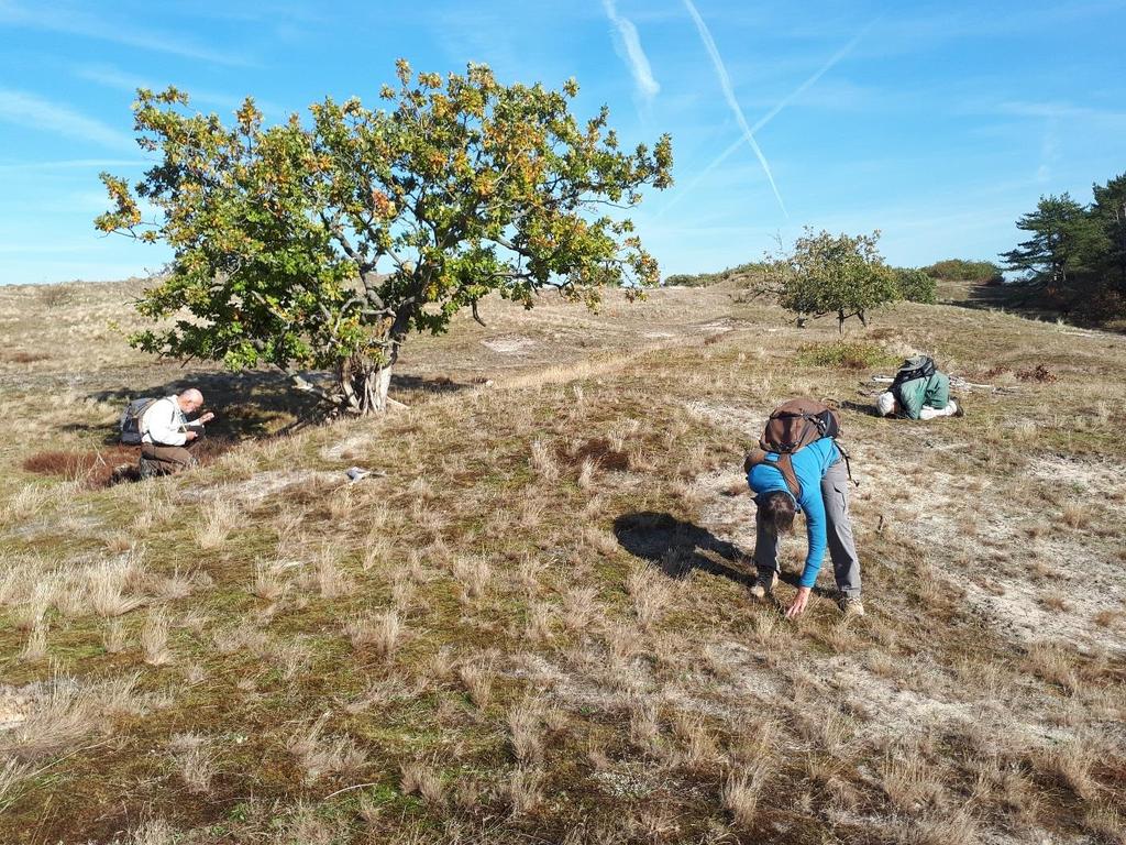 Hakige bisschopsmuts Racomitrium canescens var. intermedium komt o.a. voor in zandverstuivingen, in open heide en soms op steen.