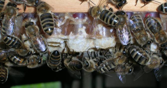 Mededelingen Koninginnenkweek 2019 Net als voorgaande jaren kunnen onze leden eendaagse Carnica larfjes gratis verkrijgen. Het volledige dataoverzicht: 18 mei: pleegvolk klaarmaken.