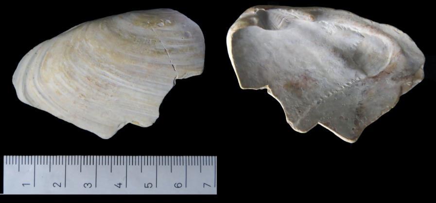 WERKGROEP GEOLOGIE KZGW Mya arenaria strandgaper (zie afb. hieronder). Minder algemeen voorkomend.