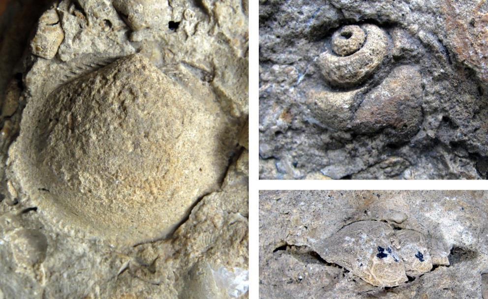 VOLUTA 24/2 september 2018 Afb. 3: Detailopnames van de steenplaat met steenkernen van mollusken; links Glycymeris cf. pulvinata, rechtsboven Ampullina sp.