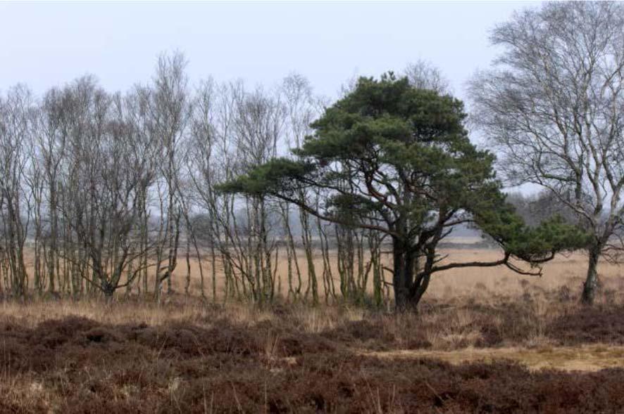 op een goed gebruik en een goede werking van het systeem. Bij de ontwikkeling en het beheer van AERIUS zijn alle bevoegde gezagen betrokken. Het beheer van AERIUS wordt uitgevoerd door het RIVM.