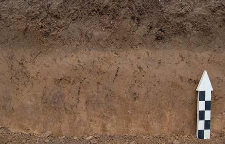 Afb. 1: foto van het bodemprofiel. Ploegvoor, coluvium en overgang van A1 naar E (ARON bvba) Ook voor oudere resten als deze uit de Gallo-Romeinse periode had het gebied potentieel.