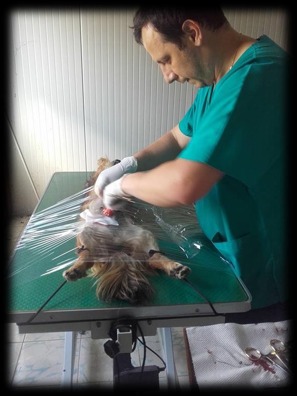 Malina Ghete, dierenarts te Moreni, verricht gratis sterilisaties en castraties van voornamelijk katten voor inwoners van Moreni en omgeving, die dit niet zelf kunnen betalen maar wel het belang