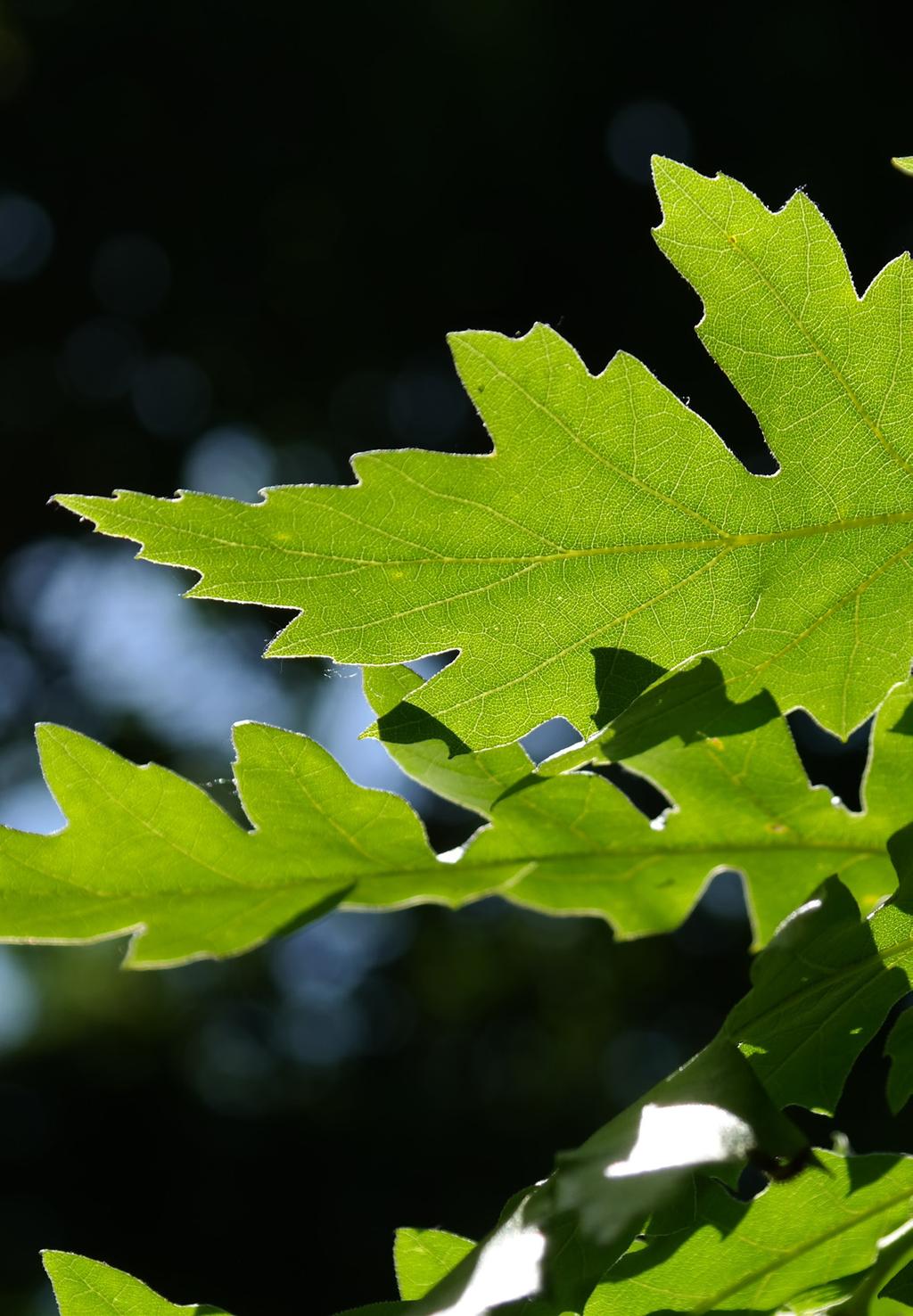 Welke planten moeten we kiezen? Fijn stofafvang door stadsbomen werd reeds uitvoerig bestudeerd en er bestaan vele parameters die dit proces beïnvloeden.