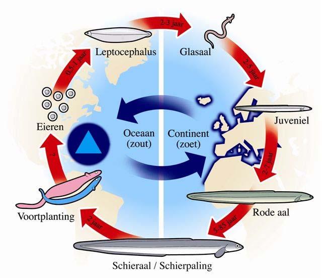 Figuur 1: Schema levenscyclus Europese aal (1). 1.2 Monsterlocaties In de periode 2004-2008 zijn per jaar circa 23 locaties geselecteerd en bevist.