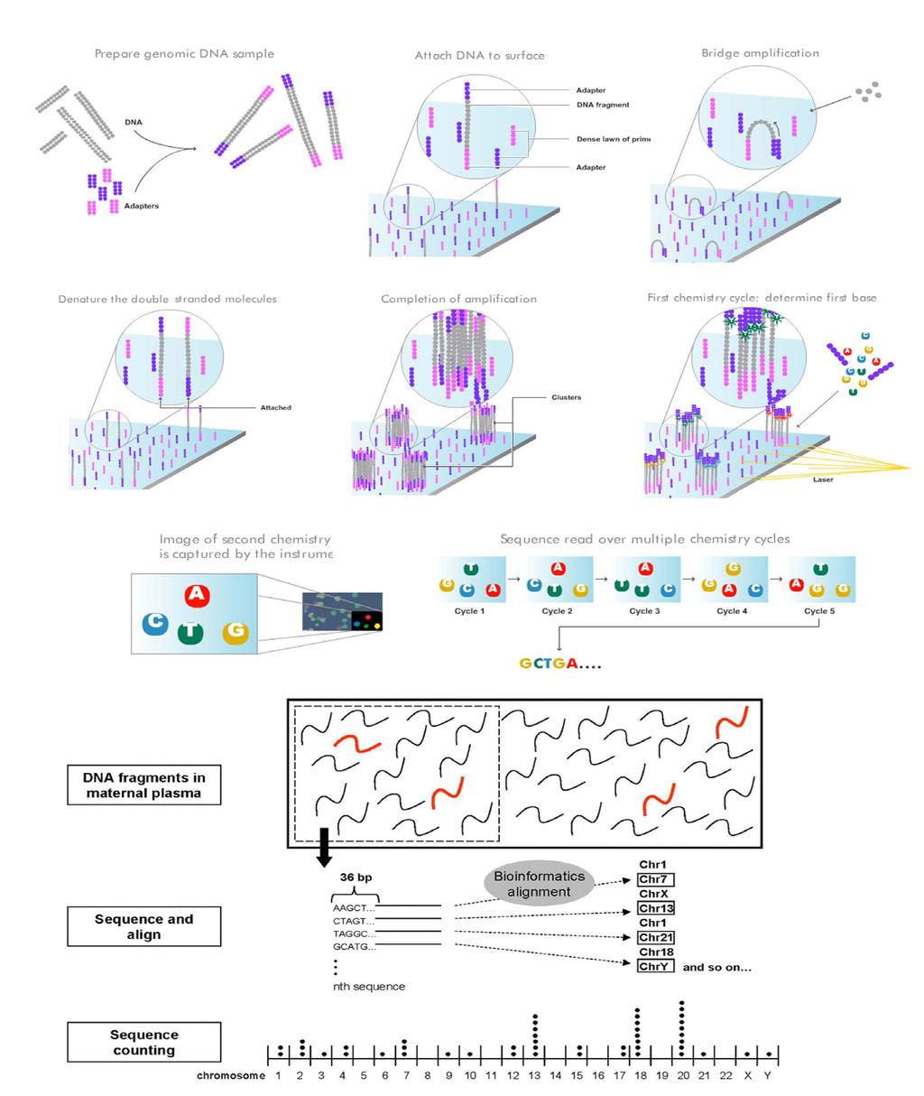 Massively parallel genomic sequencing This technique can