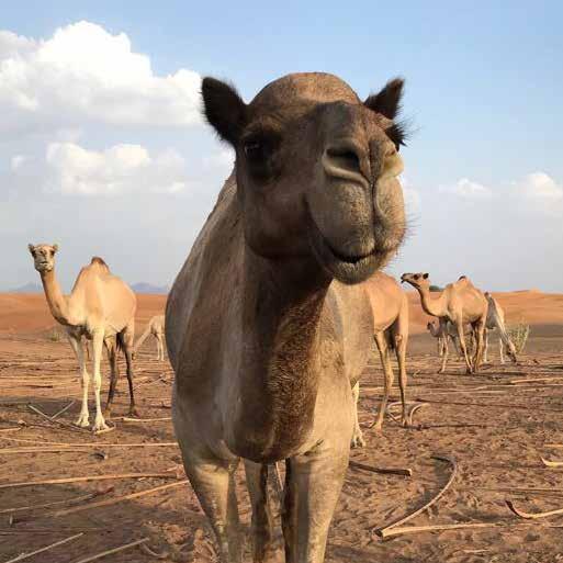 Pag. 6 ste emiraat van het land. Abu Dhabi ligt op het Arabische schiereiland en grenst aan de landen Saoedi-Arabië en Oman en aan de emiraten Dubai en Sharjah.