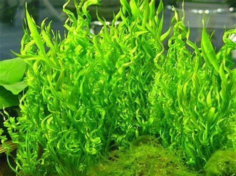 ECHINODORUS VESUVIUS De in Singapore gecreëerde kweekvorm van de Echinodorus angustfolia, de Echinodorus vesuvius, is een absolute aanwinst voor het aquarium.