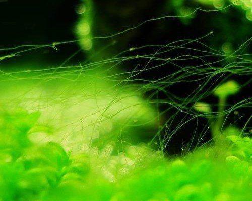 Draadalg in je aquarium? De ultieme strategie om van die vervelende alg af te geraken! Artikel van Gilles. Dagen heb je aan je aquarium gewerkt.