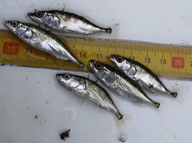 Resultaten Schipdonkkanaal (1) Omvang visbestand (Biomassa) - 21 vissoorten; opvallend zijn bot, brakwatergrondel en diadrome driedoornige stekelbaarzen.