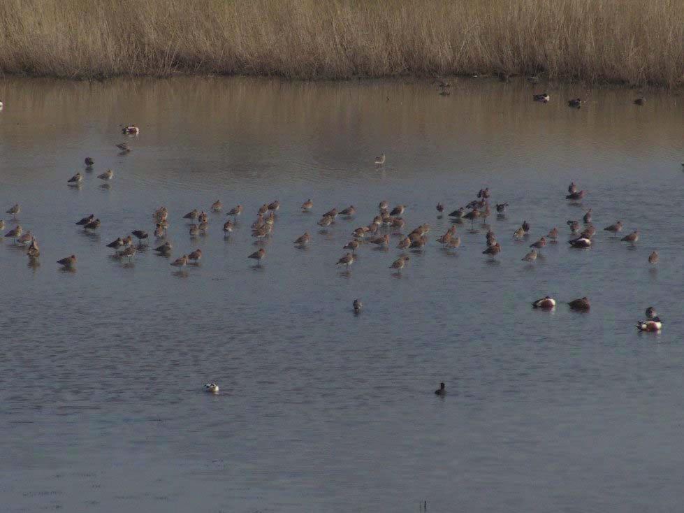 10 tussen het water en het Spaarnwouderveen over de dijk(1) te creëren zodat er een verbinding ontstaat met de natte milieus met de populatie noordse woelmuizen in dit natuurgebied.