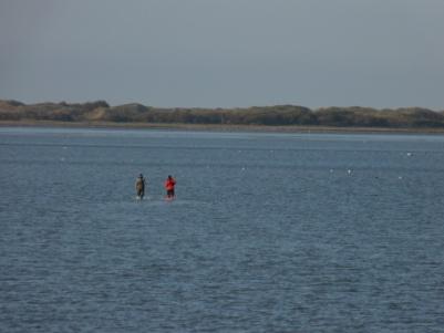 Het mosselbestand en het areaal aan mosselbanken op de droogvallende platen van de Waddenzee in het voorjaar van
