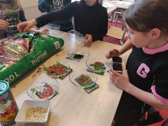 van zwerfvuil. Growing plants De lente is begonnen, in ieder geval in de klas.