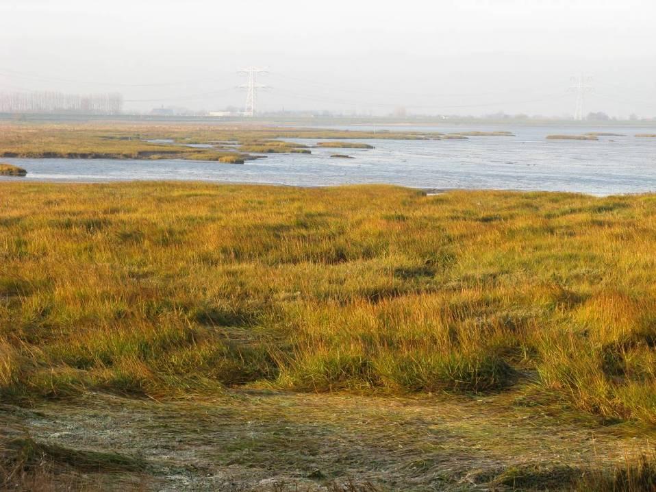 Schor bij de Rattekaai in december 2007 (Foto A.M. Mouissie) 4.3 Broedvogels De transplantaties vinden plaats tijdens het broedseizoen van de meeste vogelsoorten.