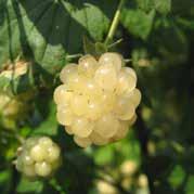 Rubus fruticosus Polar Berry.