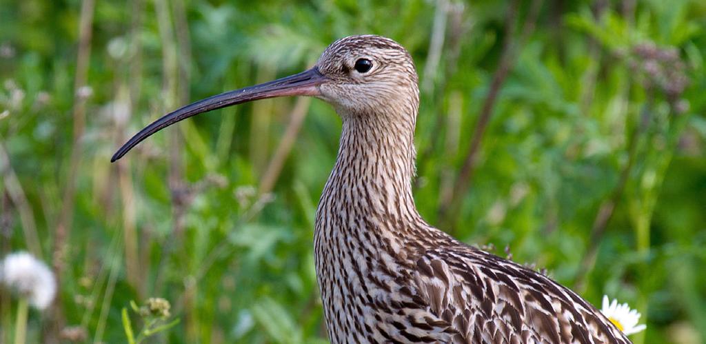 3 Onze oproep aan de provincie Overijssel Overijssel is belangrijk voor boerenlandvogels Dit rapport vraagt aandacht voor 27 zogenaamde boerenlandvogels en hun ontwikkeling in de iode 1990-2017.