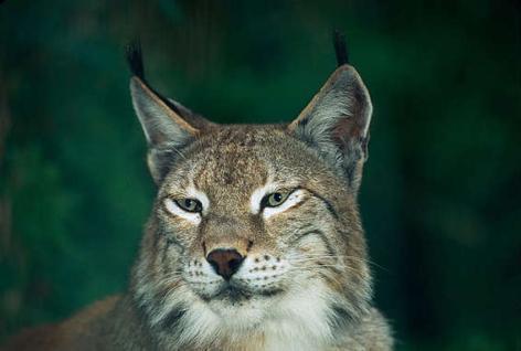 Lynx Voedsel: hazen, konijnen, reeën, vogels, schapen, geiten Lynxen. Jagen bij voorkeur vanuit een hinderlaag.