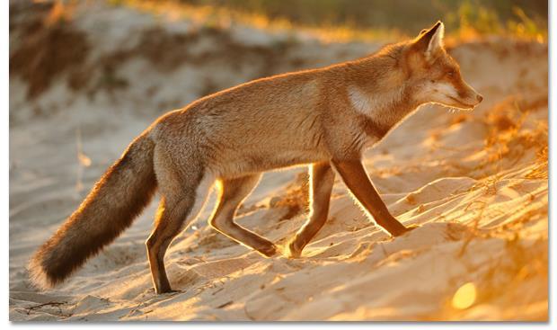 Het voedsel van de vos bestaat voornamelijk uit kleine- en middelgrote dieren, vruchten en bessen en afval van mensen.