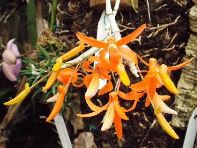 KEURING APRIL 2019 Beginners: Bep Spoor-Eijkemans Cymbidium hybride 8,2 Mike Heesakkers Bulbophyllum falcatum 8,7 Bulbophyllum falcatum flavum 8,5 Miltonia hybride 8,1 Gevorderden: Fam.