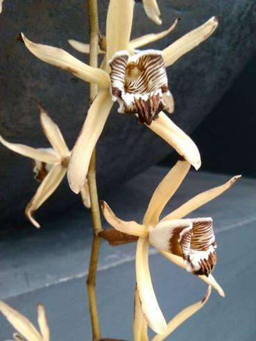 EEN PARELSNOER VAN ORCHIDEEËN Coelogyne parviflora (syn.