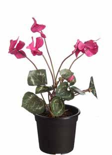 Cyclamen Cyclamen mini 20cm - roze 12/288 - tray 12 05986.613 28cm - wit/roze 12/144 - tray 12 1297.410 5 414088 184173 5 414088 116389 05986.