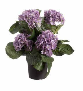 Hortensia Hortensia 38cm - wit 6/24 tray 6 22039.403 38cm - roze 6/24 tray 6 22039.434 5 414088 203829 5 414088 203805 22039.403P 13cm 22039.