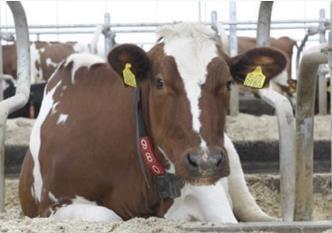 Nedap SCR (Allflex) Anderen CRV CRV CowManager Lely