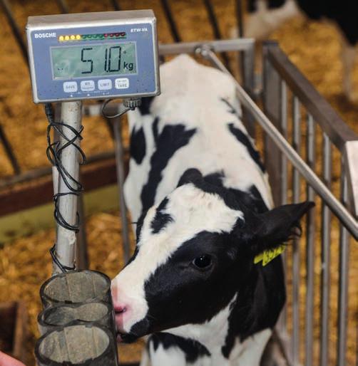 In pilot had één op de zes kalveren te weinig antistoffen ForFarmers bracht in een pilotonderzoek de biestvoorziening van 127 kalveren op veertien bedrijven uitgebreid in kaart.