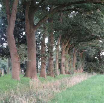 80-100 75 Corylus avalana Hazelaar 20% driehoek 1 x 1 meter 80-100 0 HOUTSINGEL NR 9 SOORT NEDERLANDSE NAAM PERC. PLANTVERBAND PLANTAFSTAND AANPLANTMAAT AANTAL ca.