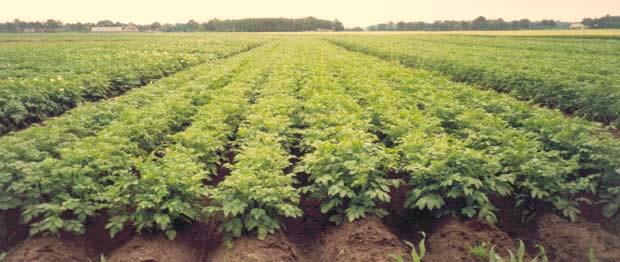 Stikstofbijbemesting op aardappelen op basis van omgekeerde N-vensters in combinatie met CropScan Jaarrapport 2002