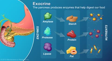 Exocrien Spijsverteringsenzymen Amylase Lipase Proteasen (Trypsine,