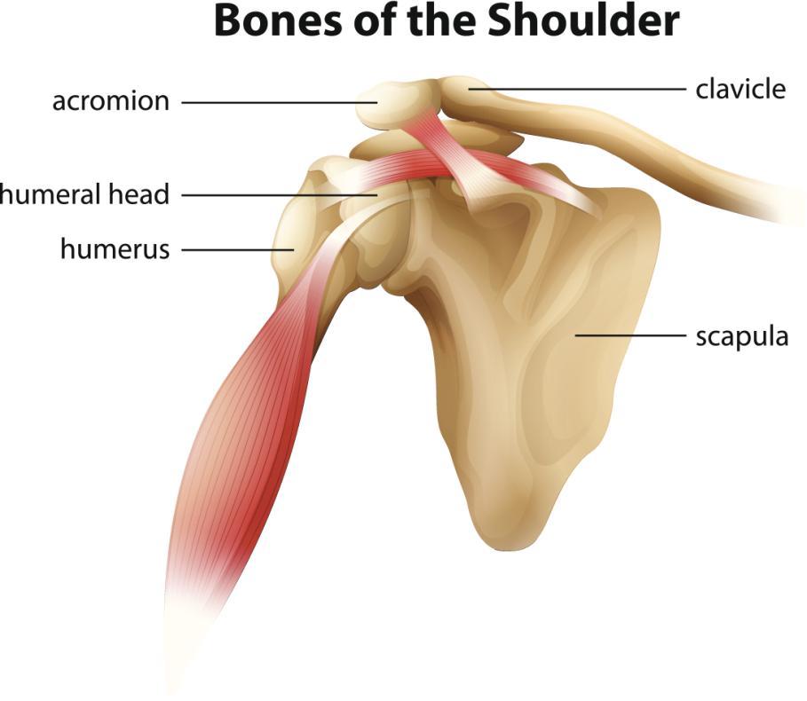 Definitie en structuur van schouders Het schoudergewricht bestaat uit drie