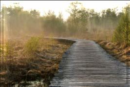 Nationaal park De Grote Peel, waar Meijel aan grenst, is een boeiend natuurgebied waar het heerlijk wandelen en fietsen is