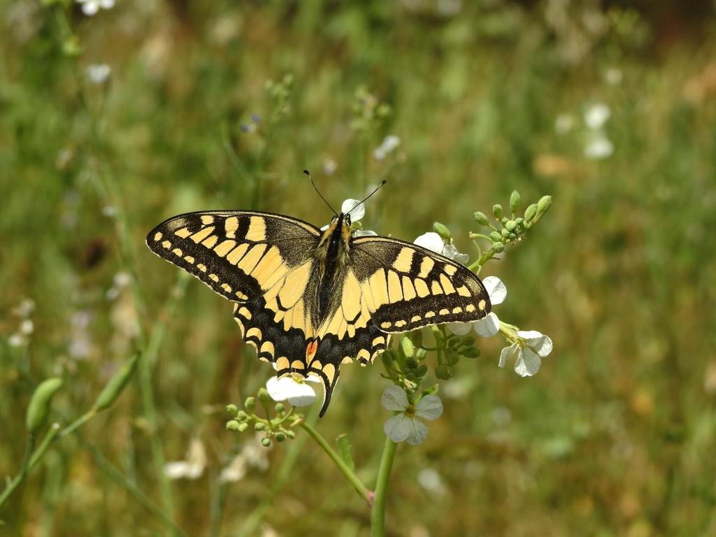 1. Inleiding In de zomermaanden van 2018 zijn de kavels van de gemeente Eersel uit de kortlopende pacht bezocht, met als doel welke en hoeveel vlinders er voorkomen.