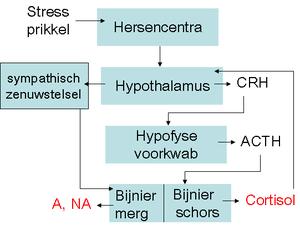 Schematisch model van de stressrespons (zie tekst), A=adrenaline, NA= noradrenaline. Links: snelle route, rechts: langzame route. Bron afbeelding: https://nl.wikipedia.