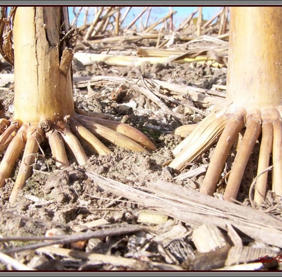 Bronnen Plantenresten maïsstoppel Onkruiden grassen grasstroken