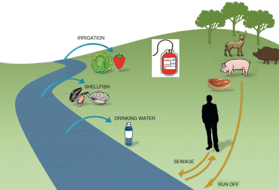 Adapted from: WHM vd Poel - Food and environmental routes of Hepatitis E