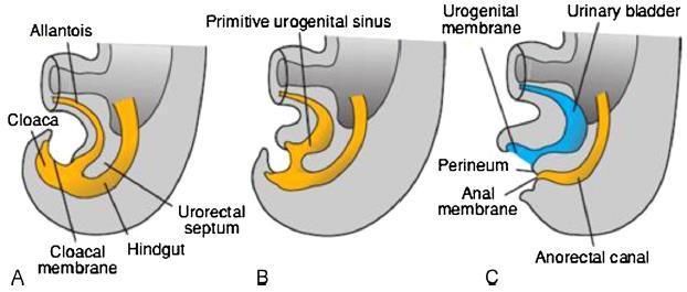 Laterza R., et al.