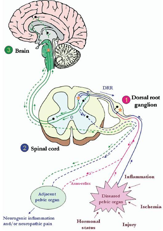 Inhibitory Recto-Vesical Reflex vs Afferente metingen Pathways of interaction: 1.